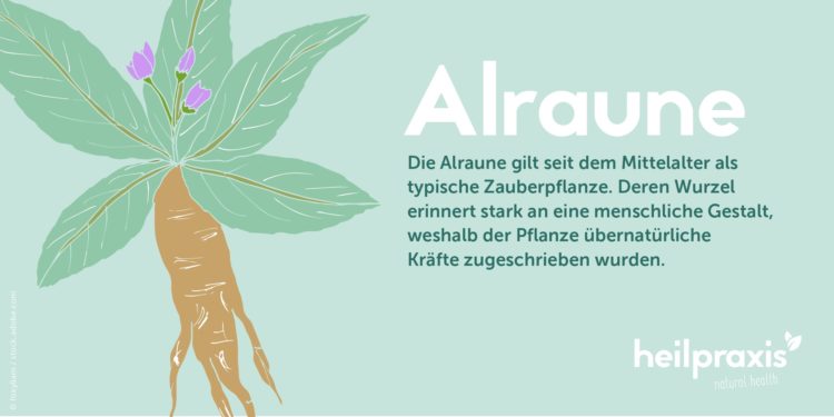 Illustration einer Alraune-Wurzel mit kurzem Info-Text über die Entstehung der Zauberpflanzen-Legende.