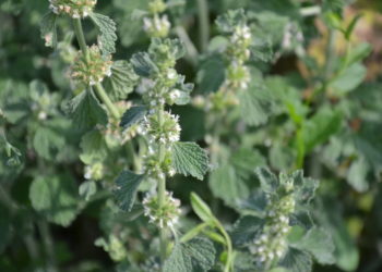 Mehrere Andorn Pflanzen mit Blüten