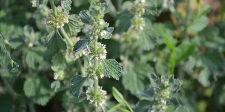 Mehrere Andorn Pflanzen mit Blüten