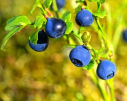 Waldheidelbeere mit mehreren blauen Beeren.