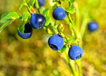 Waldheidelbeere mit mehreren blauen Beeren.