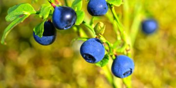 Waldheidelbeere mit mehreren blauen Beeren.