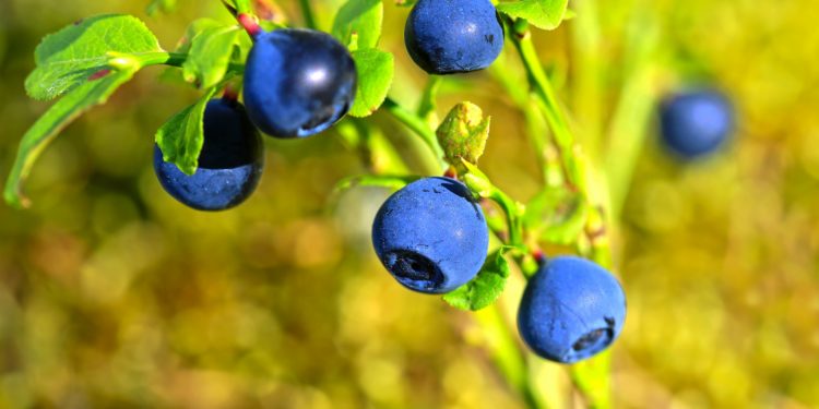 Waldheidelbeere mit mehreren blauen Beeren.