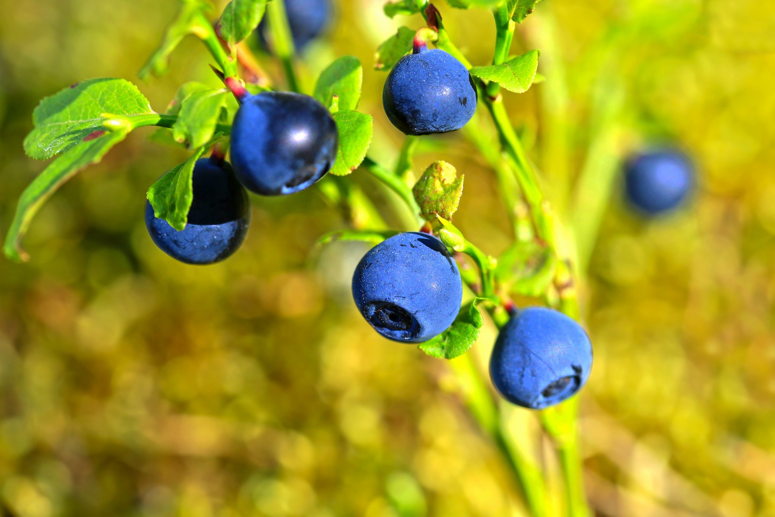 Blaubeere (Heidelbeere) Inhaltsstoffe und Wirkung Heilpraxis