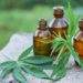 Kann durch CBD die Wirkung von Antibiotika verstärkt werden? (Bild: yavdat/Stock.Adobe.com)