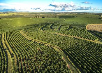 Eine Luftaufnahme einer Kaffee-Plantage in Brasilien.