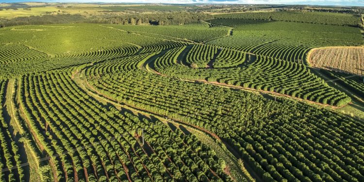 Eine Luftaufnahme einer Kaffee-Plantage in Brasilien.