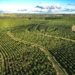 Eine Luftaufnahme einer Kaffee-Plantage in Brasilien.