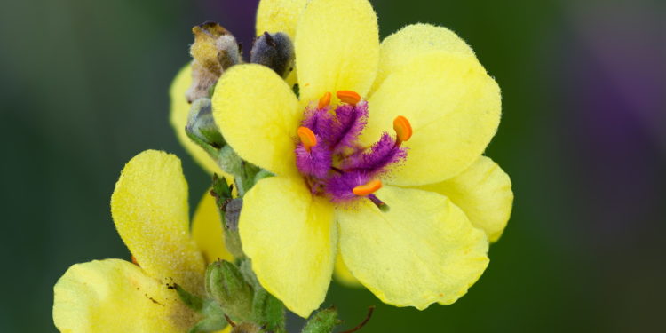 Blüte der schwarzen Königskerze