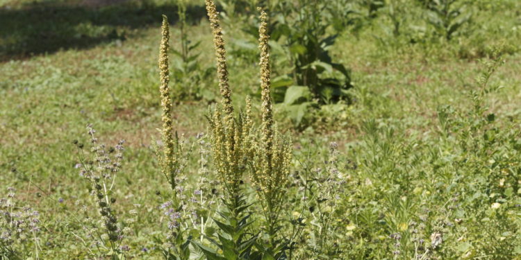 Wiese mit Schwarzer Königskerze