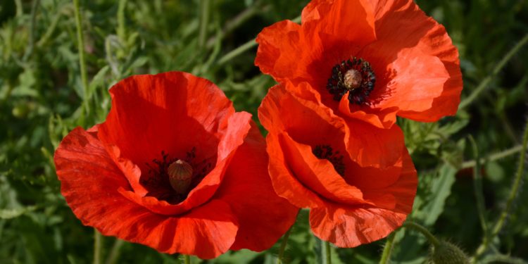 Drei Klatschmohn-Blüten in Nahaufnahme