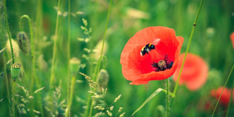 Eine Biene fliegt die Blüte einer Mohnblume an.