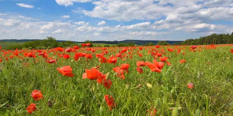 Blühender Klatschmohn auf einem Feld.