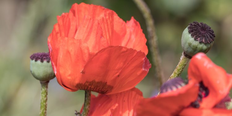 Klatschmohn mit Blütenblättern und Samenkapseln