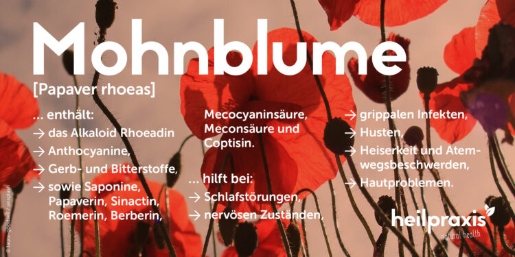 Mohnblume Übersichtsgrafik mit einer Auflistung der Inhaltsstoffe und Wirkung.