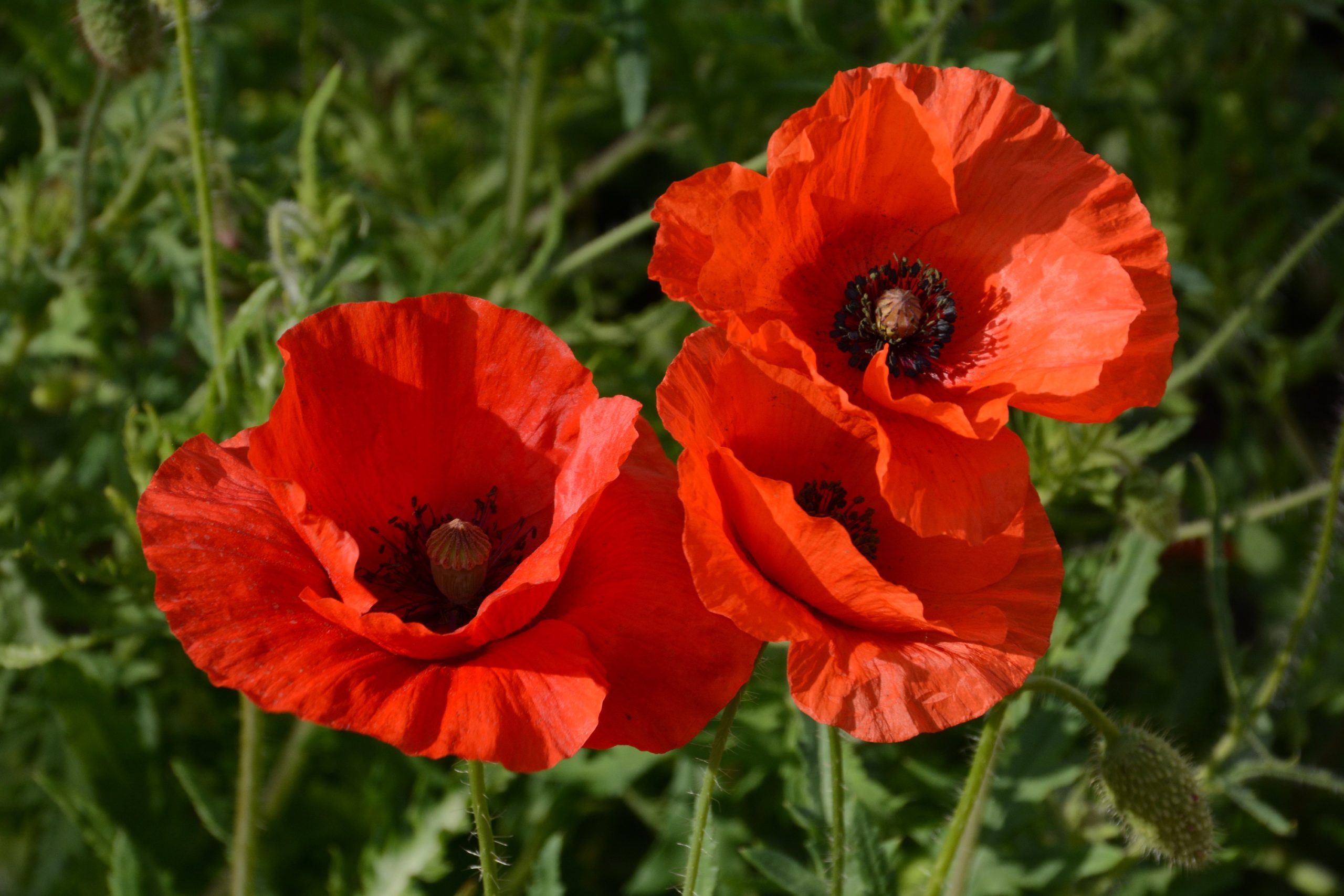 Mohnblume – Klatschmohn (Papaver rhoeas) – Heilpraxis