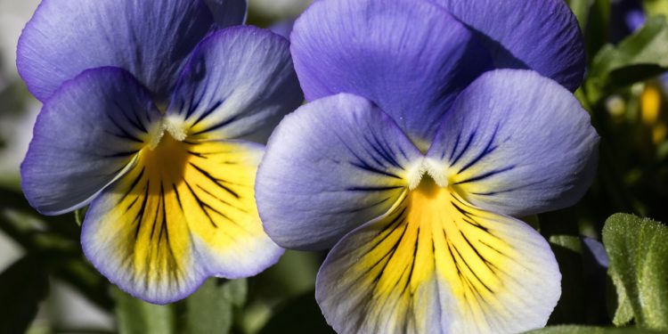 Zwei Blüten des Wilden Stiefmütterchens in Nahaufnahme.