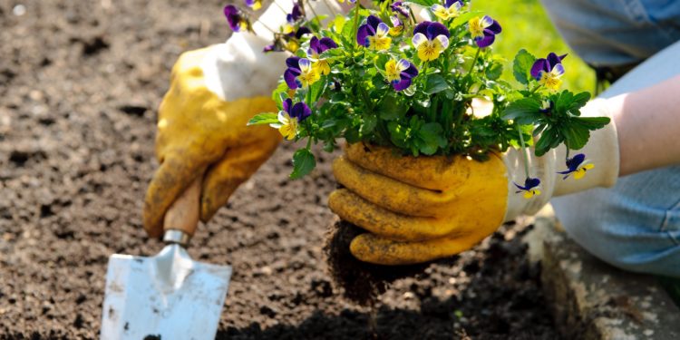 Eine Person mit Gartenhandschuhen und Gartenschaufel pflanzt ein Wildes Stiefmütterchen ins Beet. 