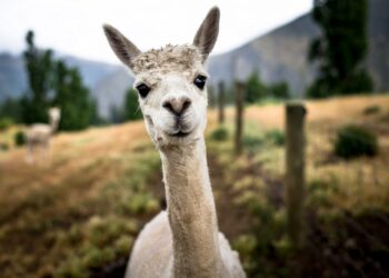 Werden wir die Coronakrise mit der Hilfe von Antikörpern von Lamas bezwingen? (Bild: Chopard Photography/Stock.Adobe.com)