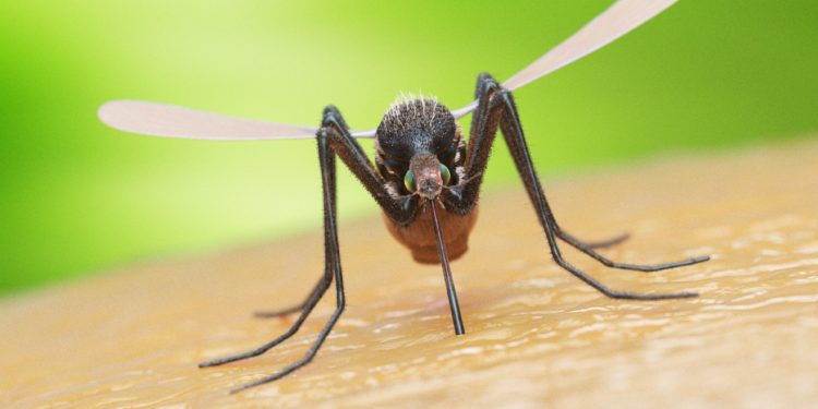 Eine Mücke beim Stechen in Nahaufnahme.