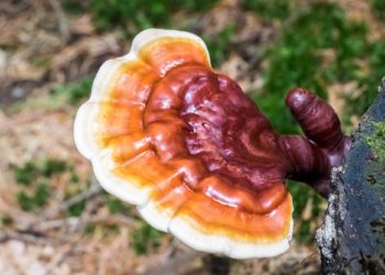 Nahaufnahme eines Reishi-Pilzes.