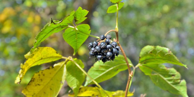 Ein Zweig der Taigawurzel mit Blättern und kleinen schwarzen Beeren.