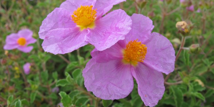 Zwei Zistrosen-Blüten in Nahaufnahme vor einem Zistrosen-Busch