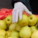 Eine Hand mit einem Einmalhandschuh greift nach einem Apfel.