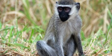 Schützt soziale Isolation von Colobus-Affen die Tiere vor Erkrankungen? (Bild: zeralein/stock.Adobe.com)