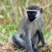 Schützt soziale Isolation von Colobus-Affen die Tiere vor Erkrankungen? (Bild: zeralein/stock.Adobe.com)