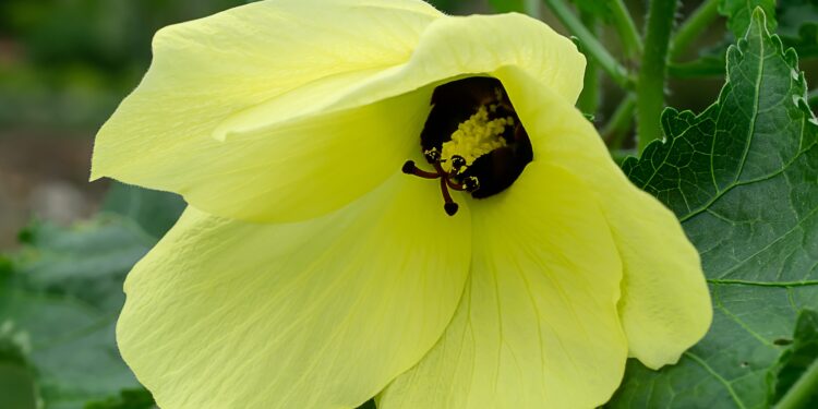 Bisameibischblüte in Nahaufnahme