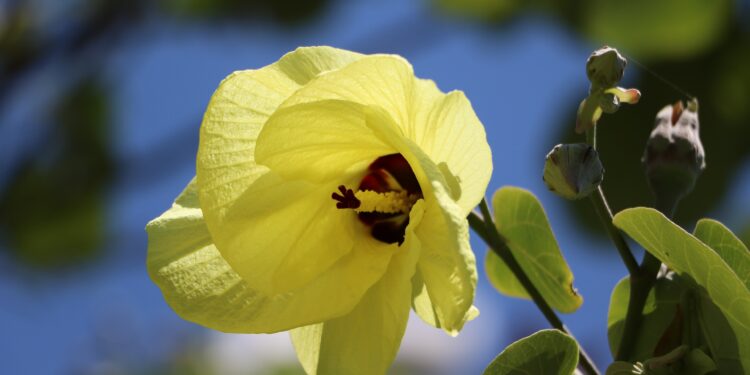 Eine Blüte des Bisameibisch in Nahaufnahme.