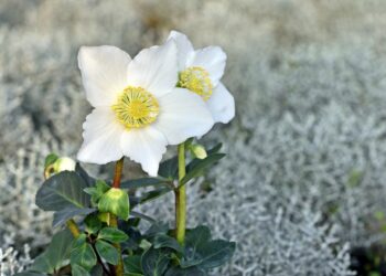 Zwei Blüten der Christrose in Nahaufnahme.