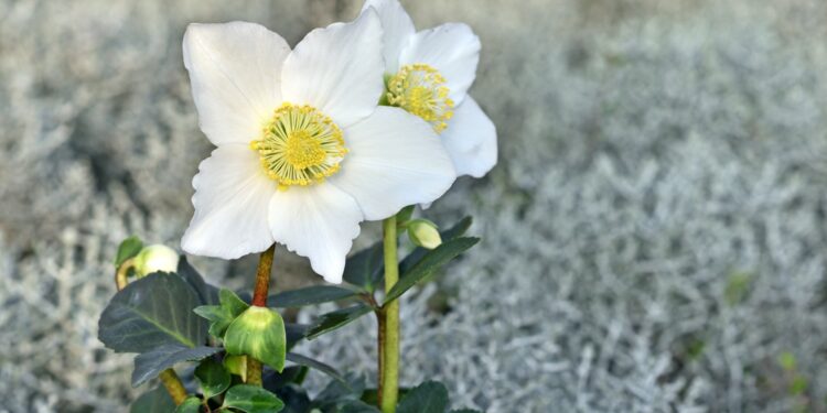 Zwei Blüten der Christrose in Nahaufnahme.