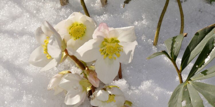 Christrosen im Schnee