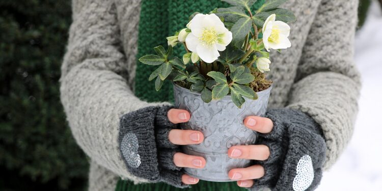 Eine Frau in Winterkleidung hält eine Christrose im Topf in den Händen.