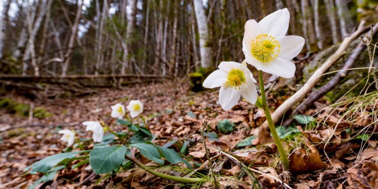 Blühende Christosen auf mit Blättern bedecktem Waldboden. 