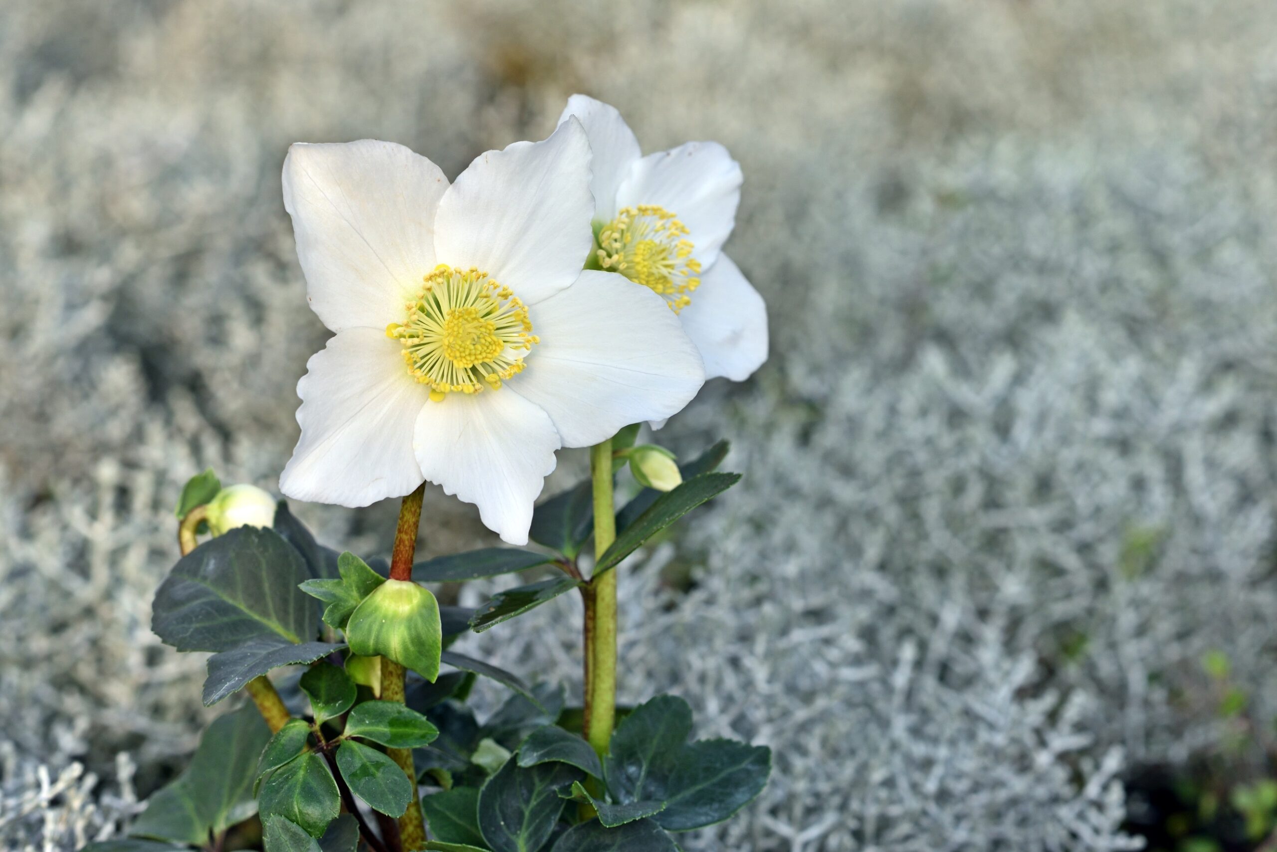 Christrose (Nieswurz) Geschichte, Wirkungen und Gefahren Heilpraxis