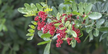 Der brasilianische Pfefferbaum wird von den meisten Menschen lediglich als Unkraut angesehen. Könnte die Pflanze die Lösung zu Bekämpfung der zunehmenden Antibiotikaresistenz darstellen? (Bild: Jim Engelbrecht/Danita Delimont/Stock.Adobe.com)