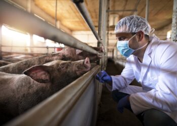 Ein Mann in Schutzausrüstung betrachtet Schweine in einem Stall.