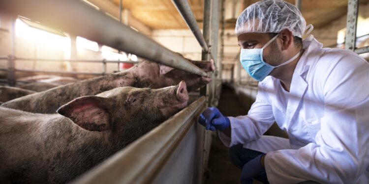 Ein Mann in Schutzausrüstung betrachtet Schweine in einem Stall.