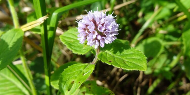 Wasserminze mit hell-violetter Blüte in der freien Natur.