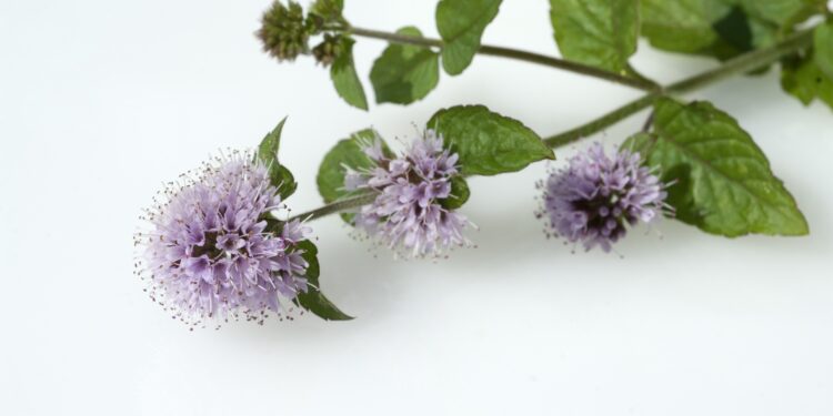 Ein Stängel der Wasserminze mit Blüten und Blättern auf weißem Grund