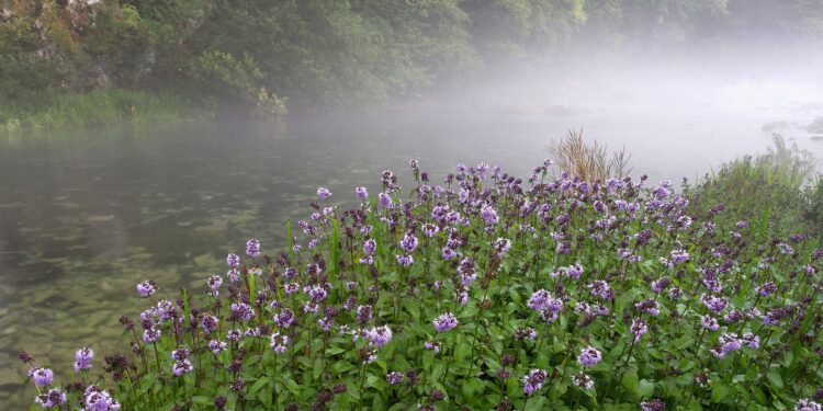 Großflächiger Wasserminze-Bewuchs an einem Fluss.