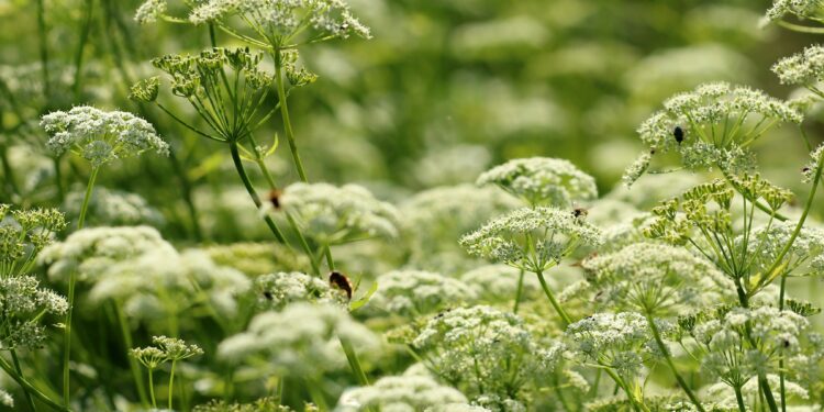 Zahlreiche Gierschblüten