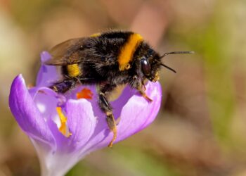 Eine Hummel sitzt auf einer Blume.