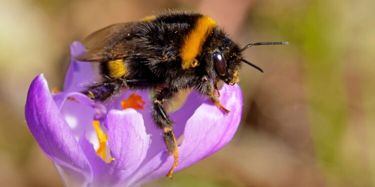 Eine Hummel sitzt auf einer Blume.