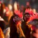 Wie wirkt sich die Wiederverwendung von Einstreu auf die Zucht von Hühnern aus? (Bild: Thierry RYO/Stock.Adobe.com)