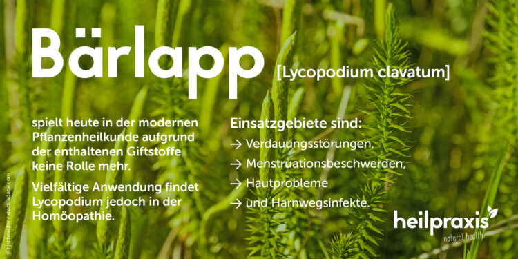 Bärlapp Abbildung mit einer Auflistung der Anwendungsgebiete in der Homöopathie