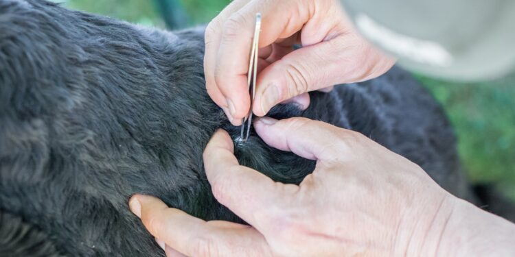 An einem Hund mit schwarzem Fell wird von einem Mann mit einer Pinzette eine Zecke entfernt